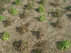 �~�̗l�q�i�S�f�`�A�j