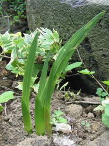 �č炫�n�O���W�I���X�̔���