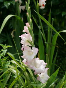 �č炫�n�O���W�I���X�̊J��