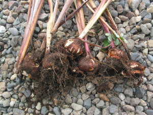 �O���W�I���X�̌@��グ