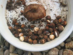 �����Ɩ؎q