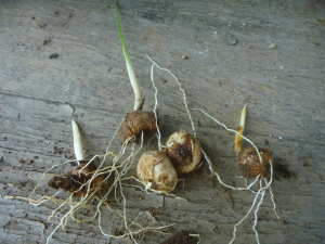 �t�炫�n�O���W�I���X�̋���