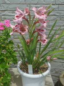 �t�炫�n�O���W�I���X�̊J��