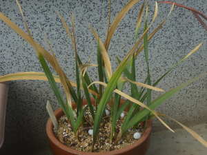 �t�悪�ɂ񂾏t�炫�n�O���W�I���X