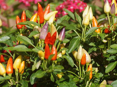 �Ϗܗp�g�E�K���V