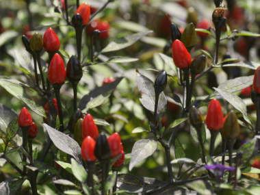 �Ϗܗp�g�E�K���V