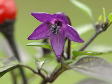 ���F�̉ԁi�Ϗܗp�g�E�K���V�j