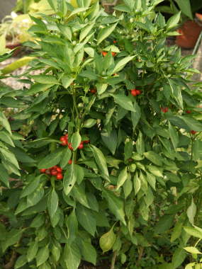 �����i�Ϗܗp�g�E�K���V�j