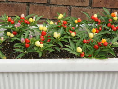 �␫�i�Ϗܗp�g�E�K���V�j