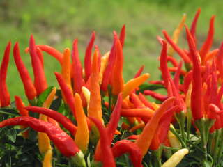 ���f���[�T�i�Ϗܗp�g�E�K���V�j