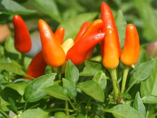 �g���W���[�Y���b�h�i�Ϗܗp�g�E�K���V�j