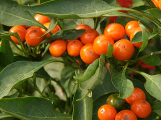 �R�j�J���I�����W�i�Ϗܗp�g�E�K���V�j