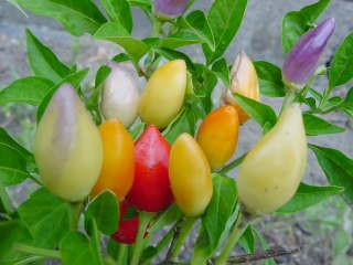 �Ϗܗp�g�E�K���V�i�S�V�L�g�E�K���V�j