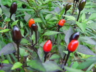 �Ϗܗp�g�E�K���V