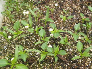 �Ϗܗp�g�E�K���V�i���܂��j