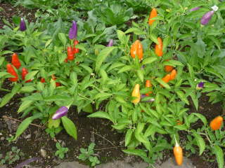 �Ϗܗp�g�E�K���V�̒�A��