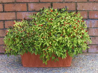 �Ϗܗp�g�E�K���V�̔��A��