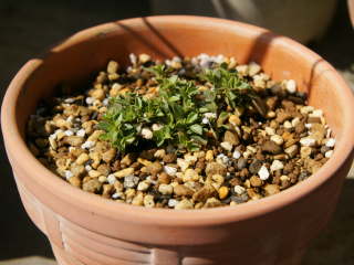 �I�m�G�}���e�}�̐A���t��