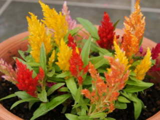 ���␫�̉H�уP�C�g�E