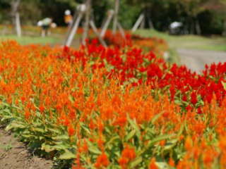 �Ԓd�̉H�уP�C�g�E