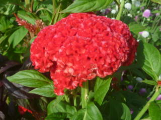 �g�T�J�P�C�g�E