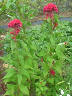 �g�T�J�P�C�g�E