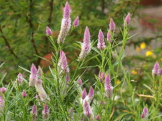 �m�Q�C�g�E