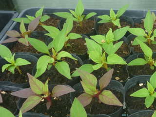 �P�C�g�E�̃|�b�g�c