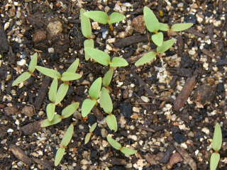 �P�C�g�E�̔���