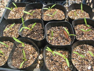 �|�b�g�����i�L�o�i�R�X���X�j