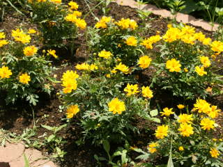 �L�o�i�R�X���X