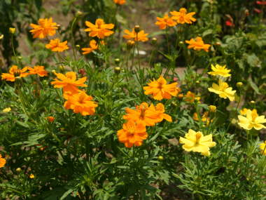 �Ԓd�ɐA����ꂽ�␫��i�L�o�i�R�X���X�j