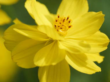 ���d�炫�̃L�o�i�R�X���X