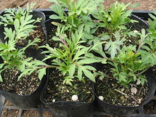 ������c�i�L�o�i�R�X���X�j