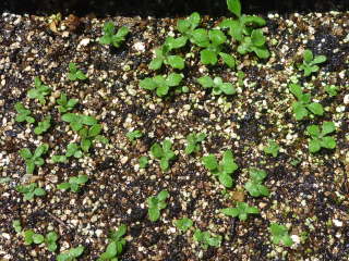 �L�N�̎�܂�