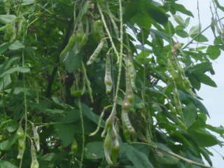 �L���O�T���̐���