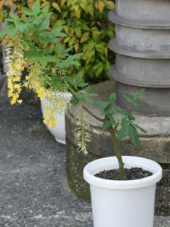 �L���O�T���̔��A��