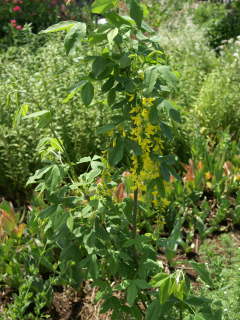 �L���O�T���i�c�̐A���t���Q�N��̊J�ԁj