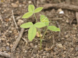 �L���O�T���̂��ڂ��