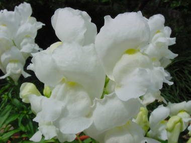 �L���M���\�E�i�w���Ⴂ�^�C�v�̔��j