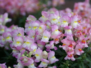 �L���M���\�E�i�␫�̃s���N�Ɣ��j