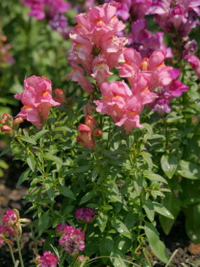 �␫�L���M���\�E