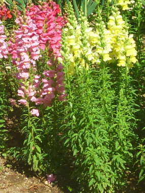 �����L���M���\�E