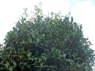 ���荞�ݑO�i�L�����N�Z�C�j