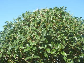 ���荞�݌�i�L�����N�Z�C�j