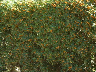 �L�����N�Z�C�̐��_