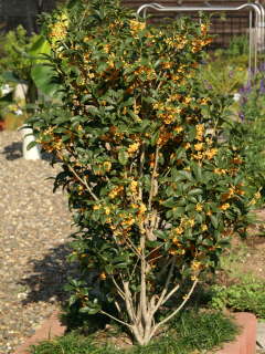 �L�����N�Z�C