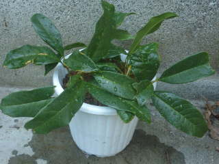 �}���؁i�L�����N�Z�C�j