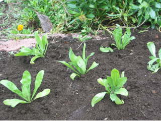 �c�̒�A�i�L���Z���J�j