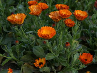 �[���ɂȂ�ƉԂ�����i�L���Z���J�j